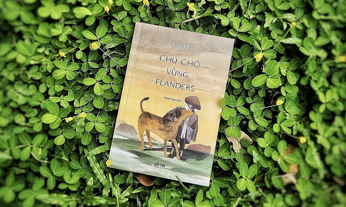‘Chú chó vùng Flanders’ hồn nhiên vượt nghịch cảnh - hình ảnh - playabc8.com
